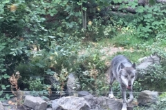 Zoo_Hannover (30)
