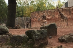 Zoo_Hannover (32)