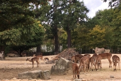Zoo_Hannover (33)