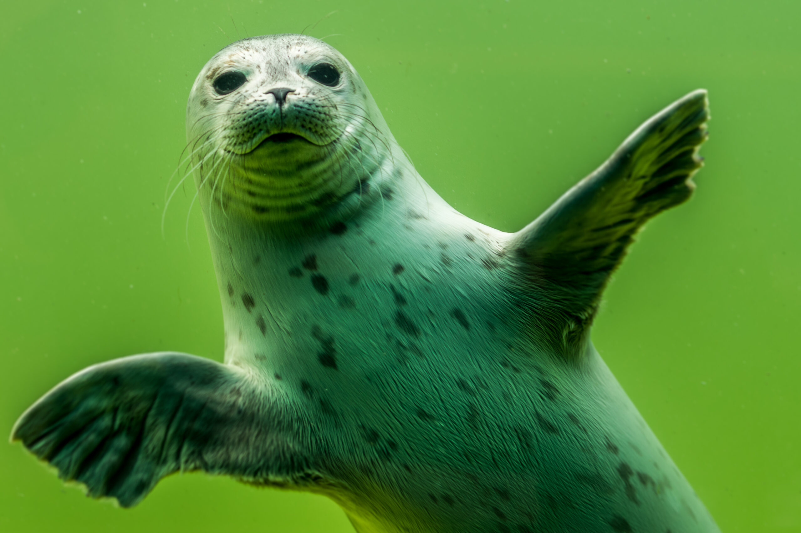 Plitsch, Platsch...hinein in die Wasserwelten - leider ausgebucht, nur noch telefonische Anmeldung für die Warteliste möglich